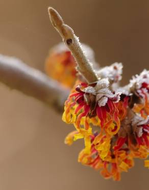 Fotografia 11 da espécie Hamamelis x intermedia no Jardim Botânico UTAD