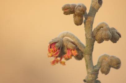 Fotografia da espécie Hamamelis x intermedia