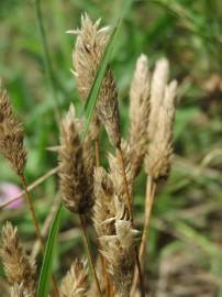 Fotografia da espécie Phleum arenarium