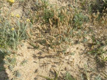 Fotografia da espécie Phleum arenarium