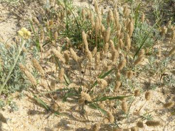 Fotografia da espécie Phleum arenarium