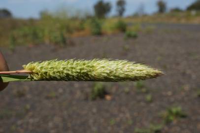 Fotografia da espécie Phalaris paradoxa