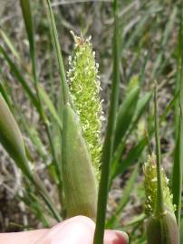 Fotografia da espécie Phalaris paradoxa