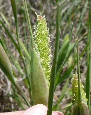 Fotografia 4 da espécie Phalaris paradoxa no Jardim Botânico UTAD