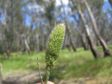 Fotografia da espécie Phalaris paradoxa