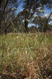 Fotografia da espécie Phalaris paradoxa