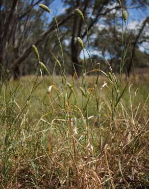 Fotografia 6 da espécie Phalaris paradoxa no Jardim Botânico UTAD