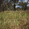 Fotografia 6 da espécie Phalaris paradoxa do Jardim Botânico UTAD