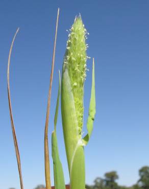 Fotografia 7 da espécie Phalaris paradoxa no Jardim Botânico UTAD