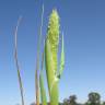 Fotografia 7 da espécie Phalaris paradoxa do Jardim Botânico UTAD