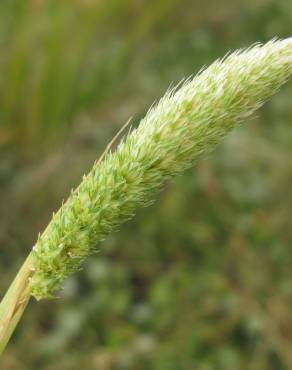 Fotografia 1 da espécie Phalaris paradoxa no Jardim Botânico UTAD