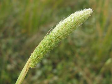 Fotografia da espécie Phalaris paradoxa