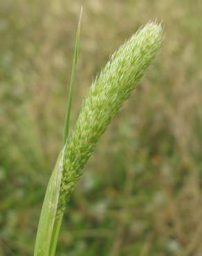 Fotografia 8 da espécie Phalaris paradoxa no Jardim Botânico UTAD