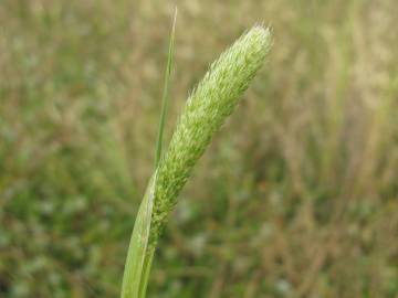 Fotografia da espécie Phalaris paradoxa