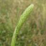 Fotografia 8 da espécie Phalaris paradoxa do Jardim Botânico UTAD