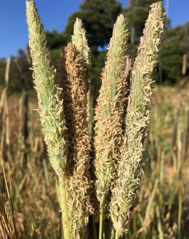 Fotografia de capa Phalaris minor - do Jardim Botânico