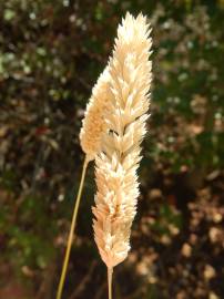 Fotografia da espécie Phalaris minor