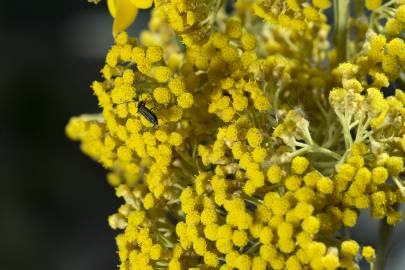 Fotografia da espécie Helichrysum italicum subesp. picardi