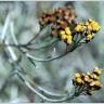 Fotografia 5 da espécie Helichrysum italicum subesp. picardi do Jardim Botânico UTAD