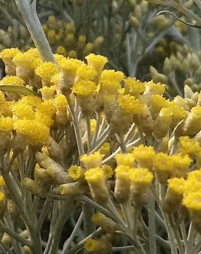 Fotografia 6 da espécie Helichrysum italicum subesp. picardi no Jardim Botânico UTAD