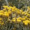 Fotografia 6 da espécie Helichrysum italicum subesp. picardi do Jardim Botânico UTAD