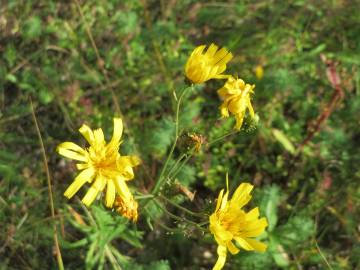 Fotografia da espécie Hieracium murorum