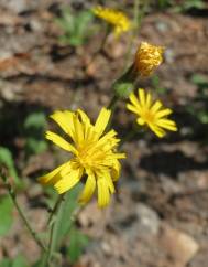 Hieracium murorum