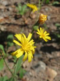 Fotografia da espécie Hieracium murorum