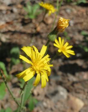 Fotografia 1 da espécie Hieracium murorum no Jardim Botânico UTAD