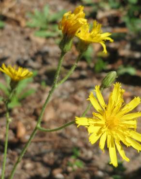 Fotografia 3 da espécie Hieracium murorum no Jardim Botânico UTAD