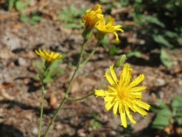 Fotografia da espécie Hieracium murorum