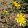 Fotografia 3 da espécie Hieracium murorum do Jardim Botânico UTAD