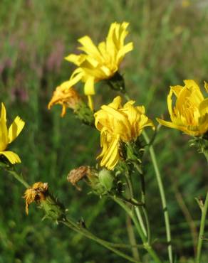 Fotografia 4 da espécie Hieracium murorum no Jardim Botânico UTAD