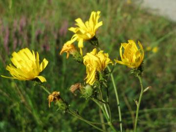 Fotografia da espécie Hieracium murorum