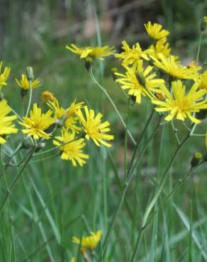 Fotografia 5 da espécie Hieracium murorum no Jardim Botânico UTAD