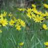 Fotografia 5 da espécie Hieracium murorum do Jardim Botânico UTAD