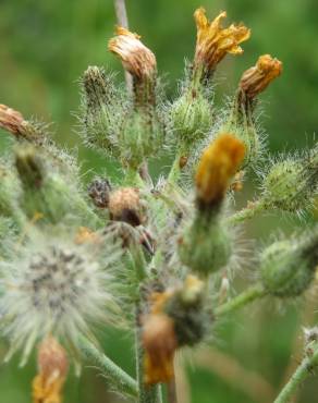 Fotografia 6 da espécie Hieracium murorum no Jardim Botânico UTAD