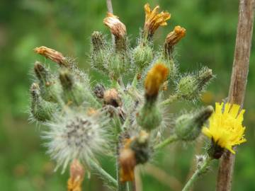 Fotografia da espécie Hieracium murorum