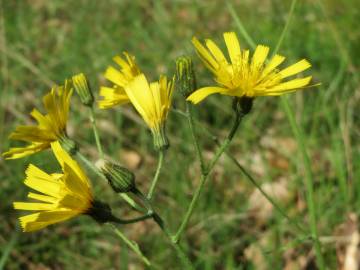 Fotografia da espécie Hieracium murorum