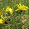 Fotografia 7 da espécie Hieracium murorum do Jardim Botânico UTAD