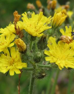 Fotografia 8 da espécie Hieracium murorum no Jardim Botânico UTAD