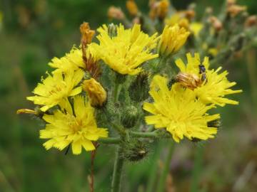 Fotografia da espécie Hieracium murorum