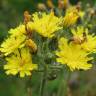 Fotografia 8 da espécie Hieracium murorum do Jardim Botânico UTAD