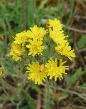 Fotografia 9 da espécie Hieracium murorum no Jardim Botânico UTAD