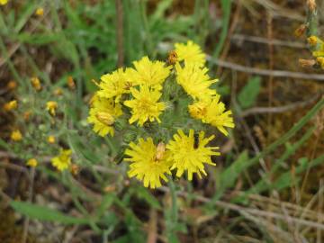 Fotografia da espécie Hieracium murorum