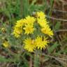 Fotografia 9 da espécie Hieracium murorum do Jardim Botânico UTAD