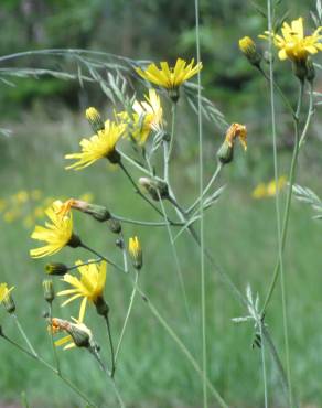 Fotografia 10 da espécie Hieracium murorum no Jardim Botânico UTAD