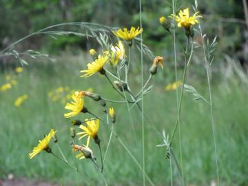 Fotografia da espécie Hieracium murorum