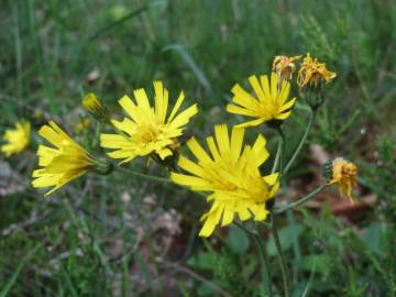 Fotografia da espécie Hieracium murorum