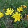 Fotografia 11 da espécie Hieracium murorum do Jardim Botânico UTAD